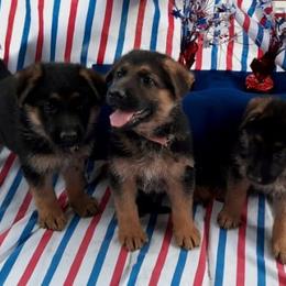 German Shepherd Puppies from Semper Fi K9 Montana