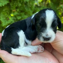 Mycelia - Parti female Goldendoodle puppy in Lancaster, Pennsylvania from Doodles in the Skye