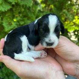 Mycelia - Parti female Goldendoodle puppy in Lancaster, Pennsylvania from Doodles in the Skye