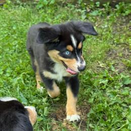 Chippy - Black tri-color male Australian Shepherd puppy in Altmar, New York from E&C Australian Shepherds