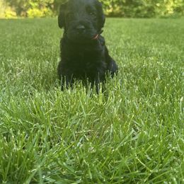 Red Collar Boy - Black male Giant Schnauzer puppy in Evendale, Ohio from Queen City Giant Schnauzers