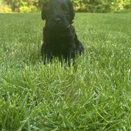 Red Collar Boy - Black male Giant Schnauzer puppy in Evendale, Ohio from Queen City Giant Schnauzers