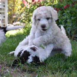 Spanish Water Dog puppies from Kennel Rio Columbia