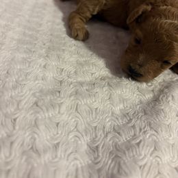 Pekingese and Poodle Puppies from Dogs lovers