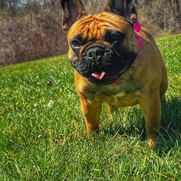French Bulldog All Grown Up from Phoenix Rising