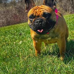 French Bulldog All Grown Up from Phoenix Rising