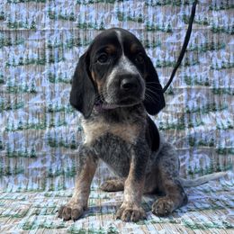 Gracie - Blue ticked and tan female Bluetick Coonhound puppy in Mount Pleasant, Texas from Harmons Hounds