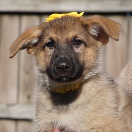 German Shepherd Puppies from West Haus Shepherds