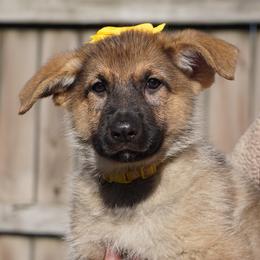 German Shepherd Puppies from West Haus Shepherds
