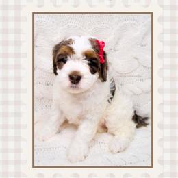 Holly - Merle - Merle female Bernedoodle puppy in Bowling Green, Ohio from Windy Creek Doodles