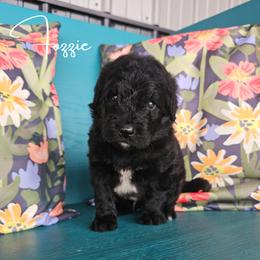Fozzie - male Newfypoo puppy in Hardin, Kentucky from Bluegrass Newfypoos