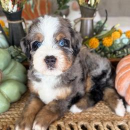 Peter - Blue merle male Bernedoodle puppy in Temecula, California from Brookside Bernedoodles