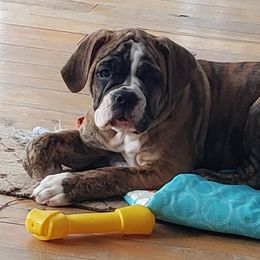 Olde English Bulldogges from Treasa Butzin's Olde English Bulldogge