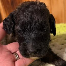 Valencia - Grizzle female Sheepadoodle puppy in Chesapeake, Virginia from Doodle-Cove