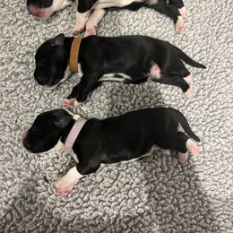 Portuguese Water Dog Puppies from Aguas De Seda PWD