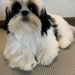 Edith Ann - Shih Tzu