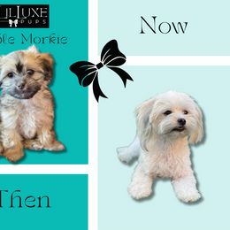Morkie and Shorkie Puppies from Lil Luxe Pups