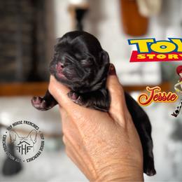 Toy Story's Jessie - Black and tan female French Bulldog puppy in Salem, Oregon from Toy House Frenchies