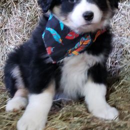 Australian Shepherd Puppies from Red Feather Aussies