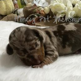 Hudson - Dapple male Dachshund puppy in Glen Saint Mary, Florida from 🍯 Honey Pot Dachshunds 🐾