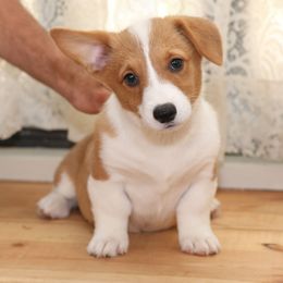 Girl 4 - Sable female Pembroke Welsh Corgi puppy in Karnack, Texas from Sureshot Corgis