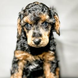 Aussiedoodles, Australian Mountain Doodles, Bernedoodles, and Poodles from Steindoodles