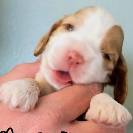 Mango - Red and white female Cocker Spaniel puppy in Bayfield, Colorado from Lucky Doodle Creations
