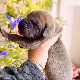 Grinch - Fawn male Great Dane puppy in Sac City, Iowa from Northern Great Danes of Colorado & Iowa