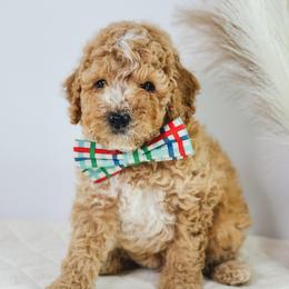 Doohickey - Apricot male Goldendoodle puppy in Paxville, South Carolina from Pack Street Pups