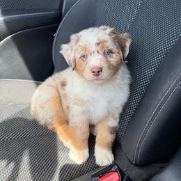 Caraxes - Red merle male Miniature Australian Shepherd puppy in Cody, Wyoming from Quartz Creek Aussies