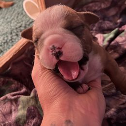 Boy 3 - Bulldog puppy in Fort Wayne, Indiana from Big Time Bulldogs