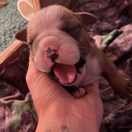 Boy 3 - Bulldog puppy in Fort Wayne, Indiana from Big Time Bulldogs