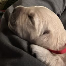 Golden Retriever Puppies from Hagan's Golden Retrievers