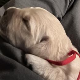 Golden Retriever Puppies from Hagan's Golden Retrievers