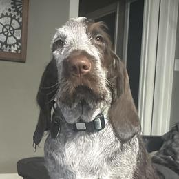 Maple - Spinone Italiano