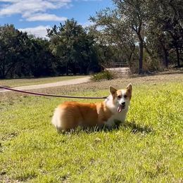 Rose - Pembroke Welsh Corgi