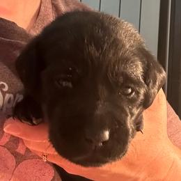 Opal - Black female Labrador Retriever puppy in Rock Hill, South Carolina from North Star Retrievers