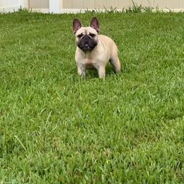 Georgia - French Bulldog
