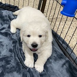 Golden Retrievers from Prim's Golden Retrievers