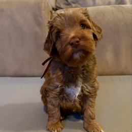 Maroon Boy - Caramel red male Australian Labradoodle puppy in West Union, South Carolina from Golden Corner Labradoodles, LLC