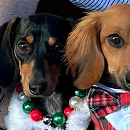 Dachshunds from Wigglebutts Miniature Dachshund Az