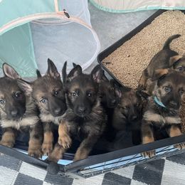 German Shepherd puppies from Wachhund Kennels