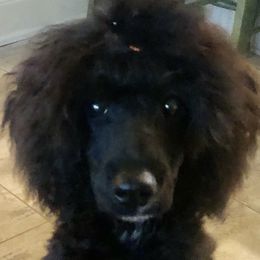 Cash - Poodle