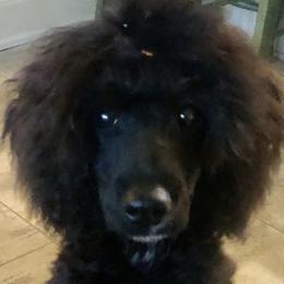 Cash - Poodle