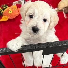 Silas - Apricot male Maltipoo puppy in Colonial Beach, Virginia from BeachRidge Pups