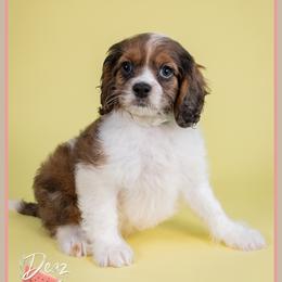 Caspien - Merle male Cockapoo puppy in Connersville, Indiana from Deaz Doodle Ranch