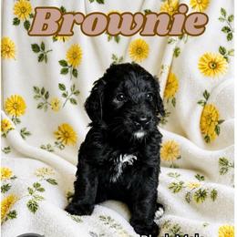 Brownie - Black male Bernedoodle puppy in High Point, North Carolina from Kingsfield Doodles