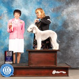 Coal - Bedlington Terrier