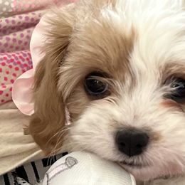 Cavalier King Charles Spaniels and Cavapoos from 3W Ranch