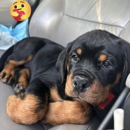 Rottweiler Puppies from GrowlHausRotts
